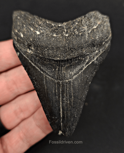 Authentic, 3.26" Fossil Megalodon Tooth - Venice, Florida - Fossil Driven