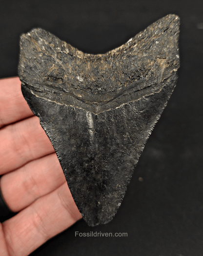 Authentic, 3.26" Fossil Megalodon Tooth - Venice, Florida - Fossil Driven