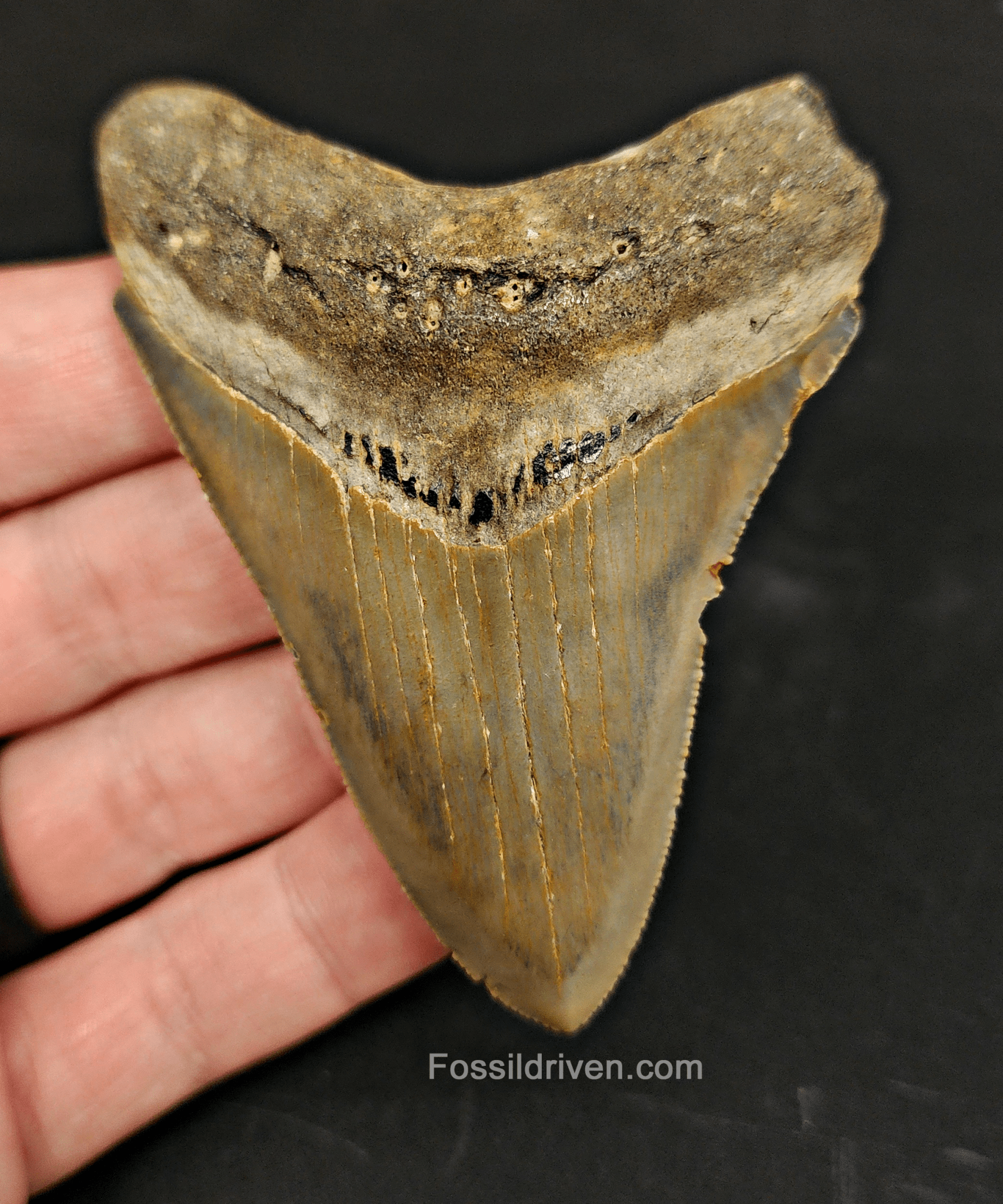 Authentic, 3.28" Fossil Megalodon Tooth - Meg Ledge - Fossil Driven