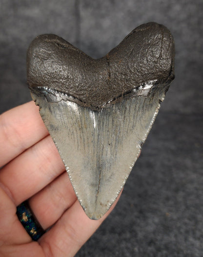 Authentic, 3.29" Fossil Megalodon Tooth - South Carolina - Fossil Driven