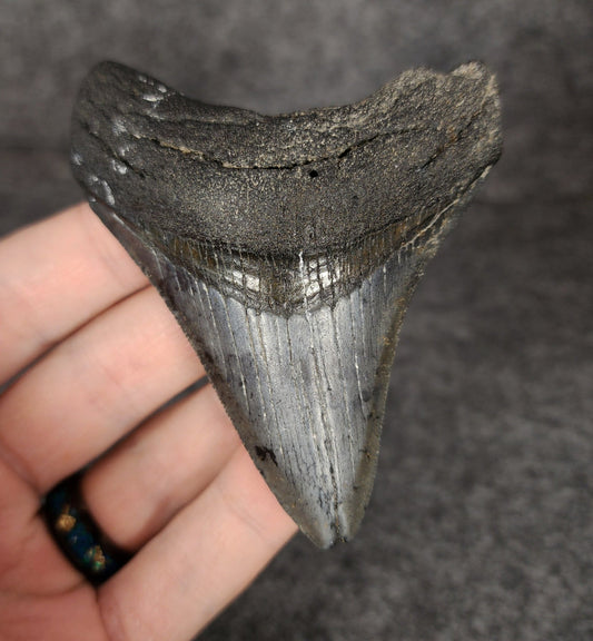 Authentic, 3.32" Fossil Megalodon Tooth - Venice, Florida - Fossil Driven