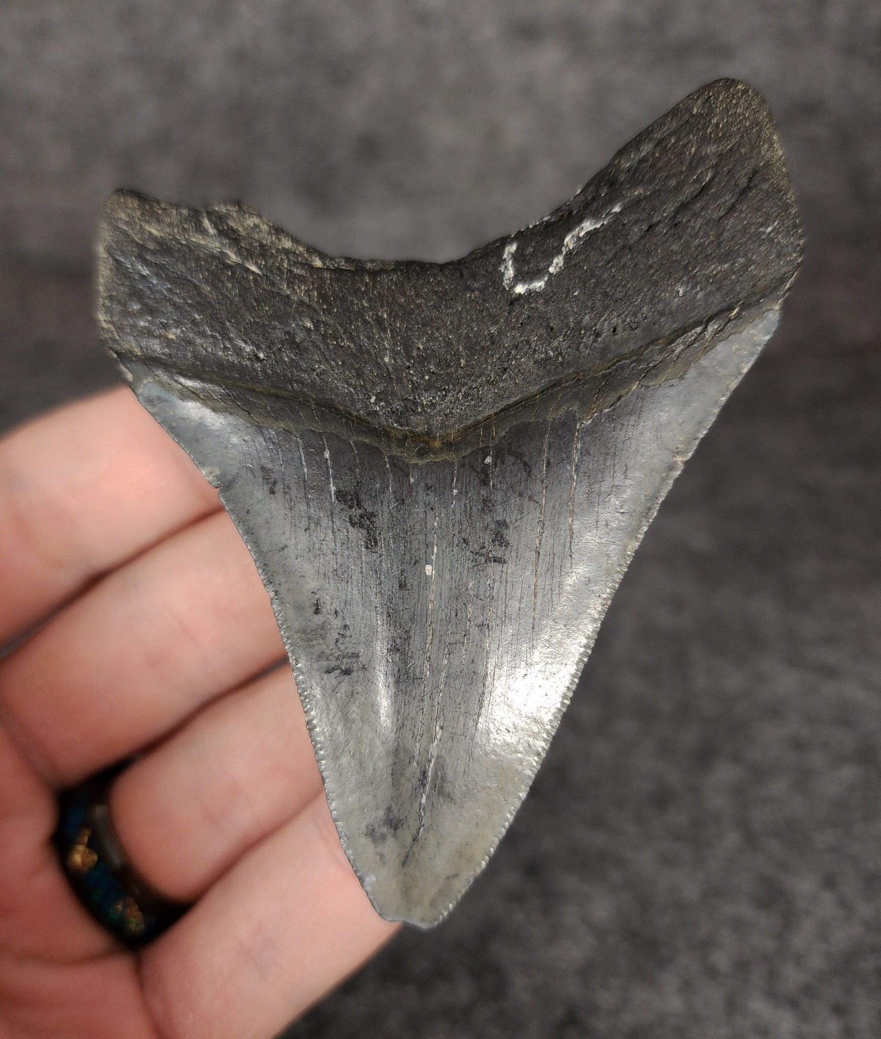 Authentic, 3.32" Fossil Megalodon Tooth - Venice, Florida - Fossil Driven