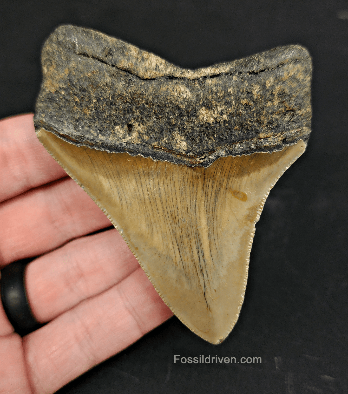 Authentic, 3.36" Fossil Megalodon Tooth - Meg Ledge - Fossil Driven