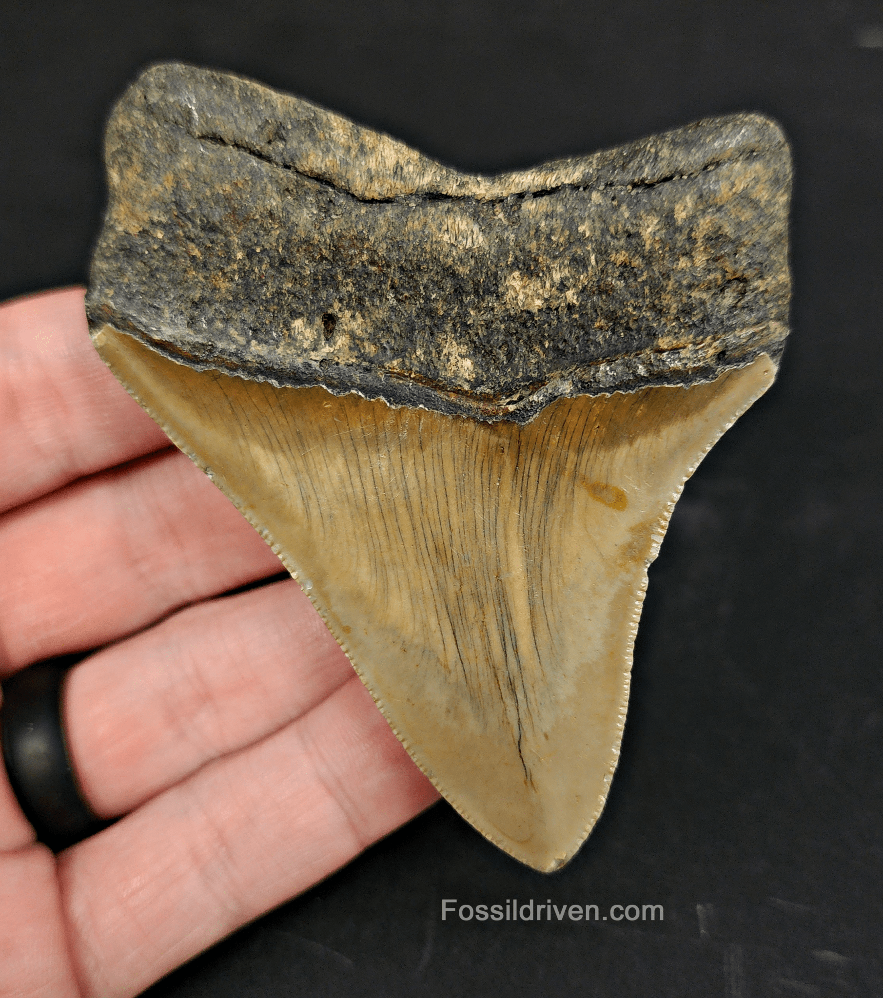Authentic, 3.36" Fossil Megalodon Tooth - Meg Ledge - Fossil Driven