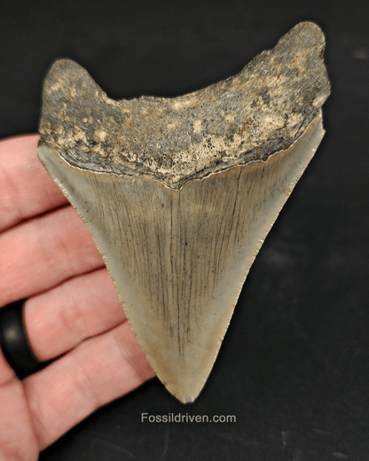 Authentic, 3.36" Fossil Megalodon Tooth - Meg Ledge - Fossil Driven