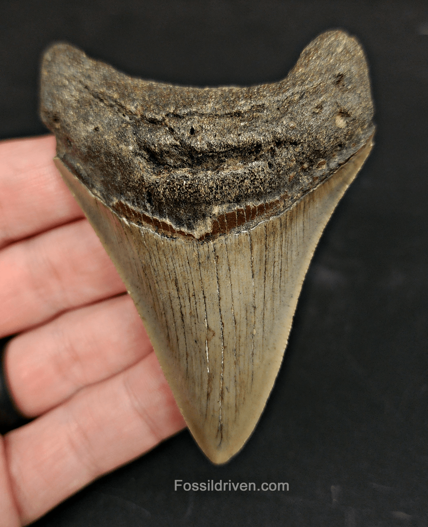 Authentic, 3.36" Fossil Megalodon Tooth - Meg Ledge - Fossil Driven