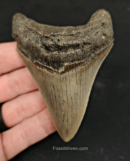 Authentic, 3.36" Fossil Megalodon Tooth - Meg Ledge - Fossil Driven
