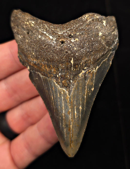 Authentic, 3.37" Fossil Megalodon Tooth - Meg Ledge, North Carolina - Fossil Driven