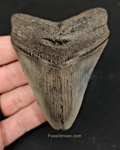 Authentic, 3.37" Fossil Megalodon Tooth - South Carolina - Fossil Driven
