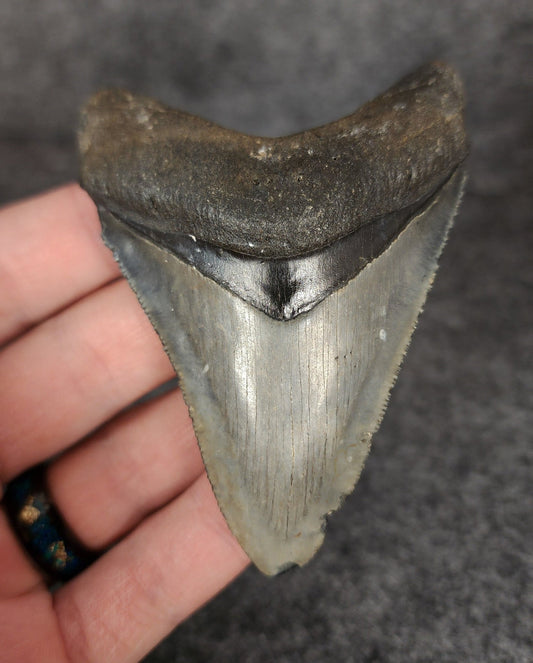 Authentic, 3.37" Fossil Megalodon Tooth - Venice, Florida - Fossil Driven
