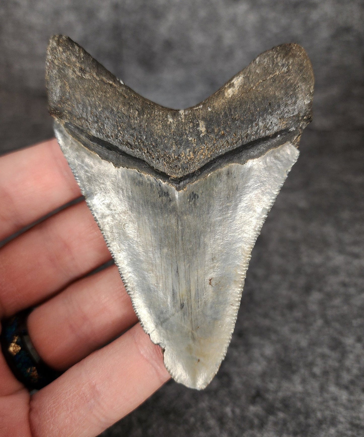 Authentic, 3.37" Fossil Megalodon Tooth - Venice, Florida - Fossil Driven