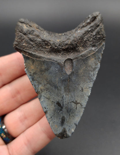 Authentic, 3.37" Fossil Megalodon Tooth - Venice, Florida - Fossil Driven
