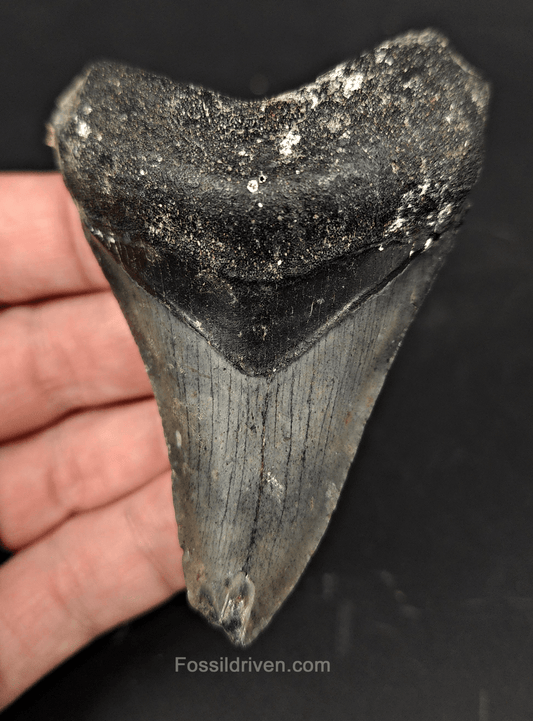 Authentic, 3.38" Fossil Megalodon Tooth - Venice, Florida - Fossil Driven