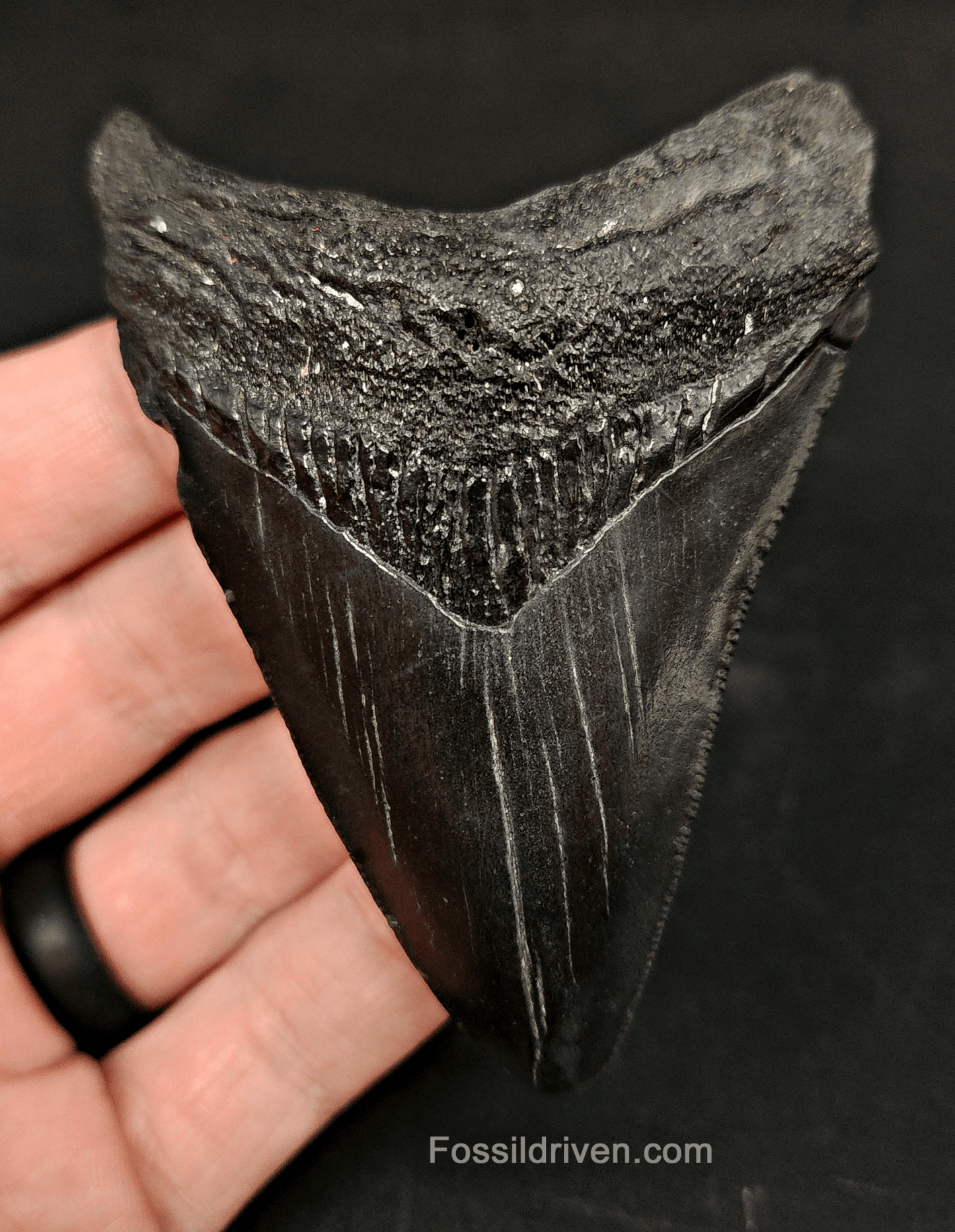 Authentic, 3.40" Fossil Megalodon Tooth - South Carolina - Fossil Driven