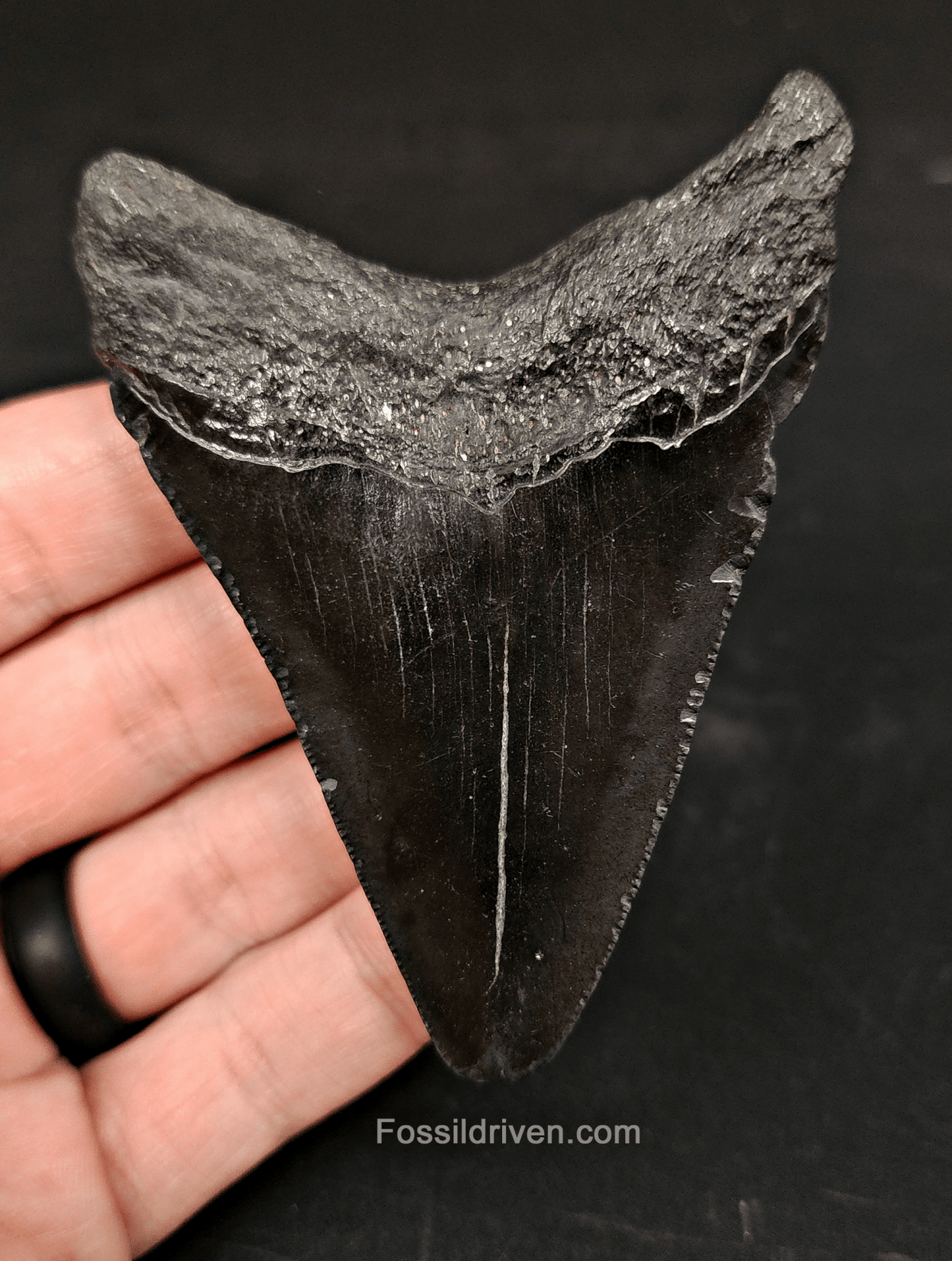 Authentic, 3.40" Fossil Megalodon Tooth - South Carolina - Fossil Driven