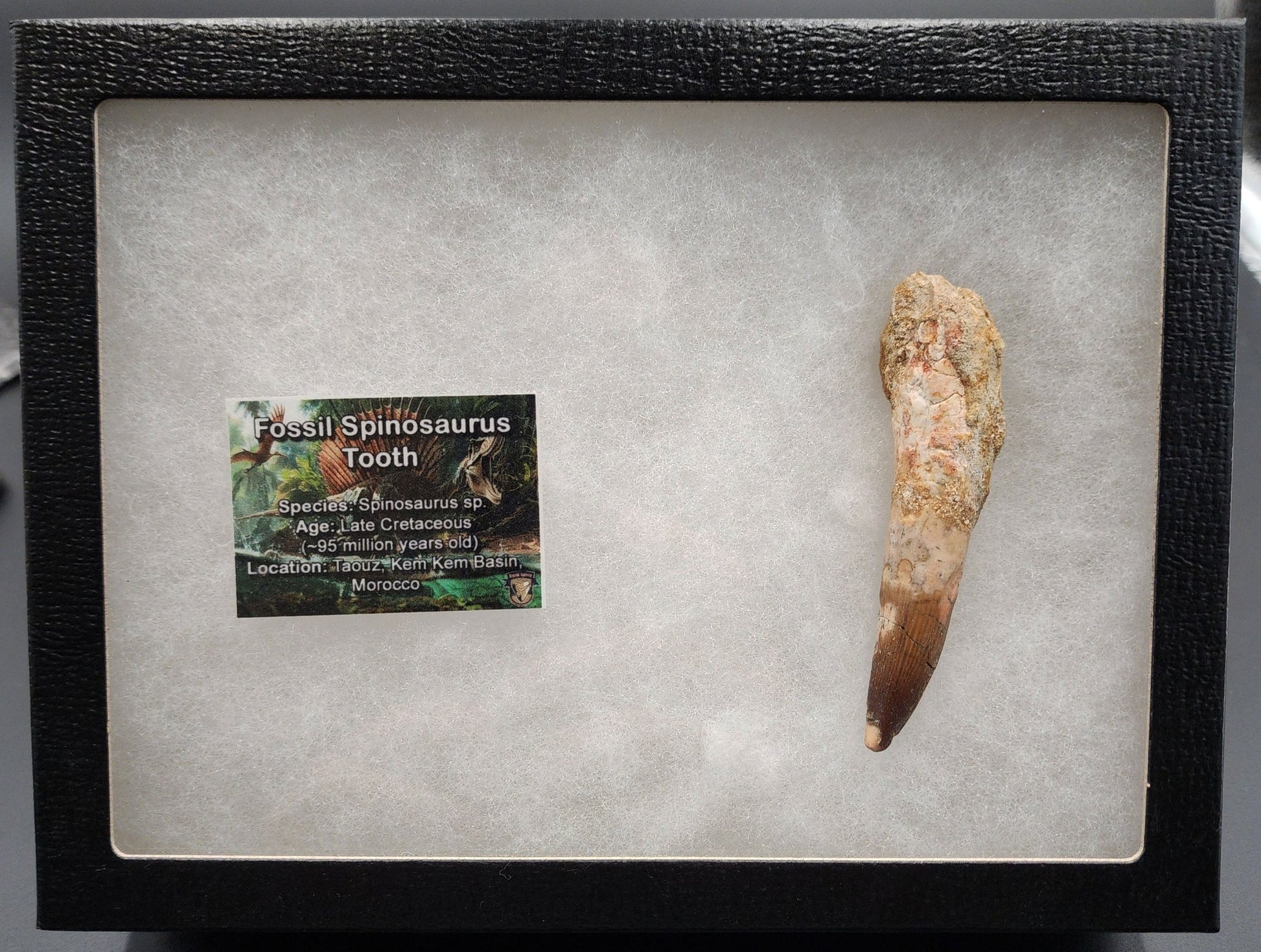 Authentic, 3.41" Spinosaurus Tooth - Real Dinosaur Tooth - Fossil Driven