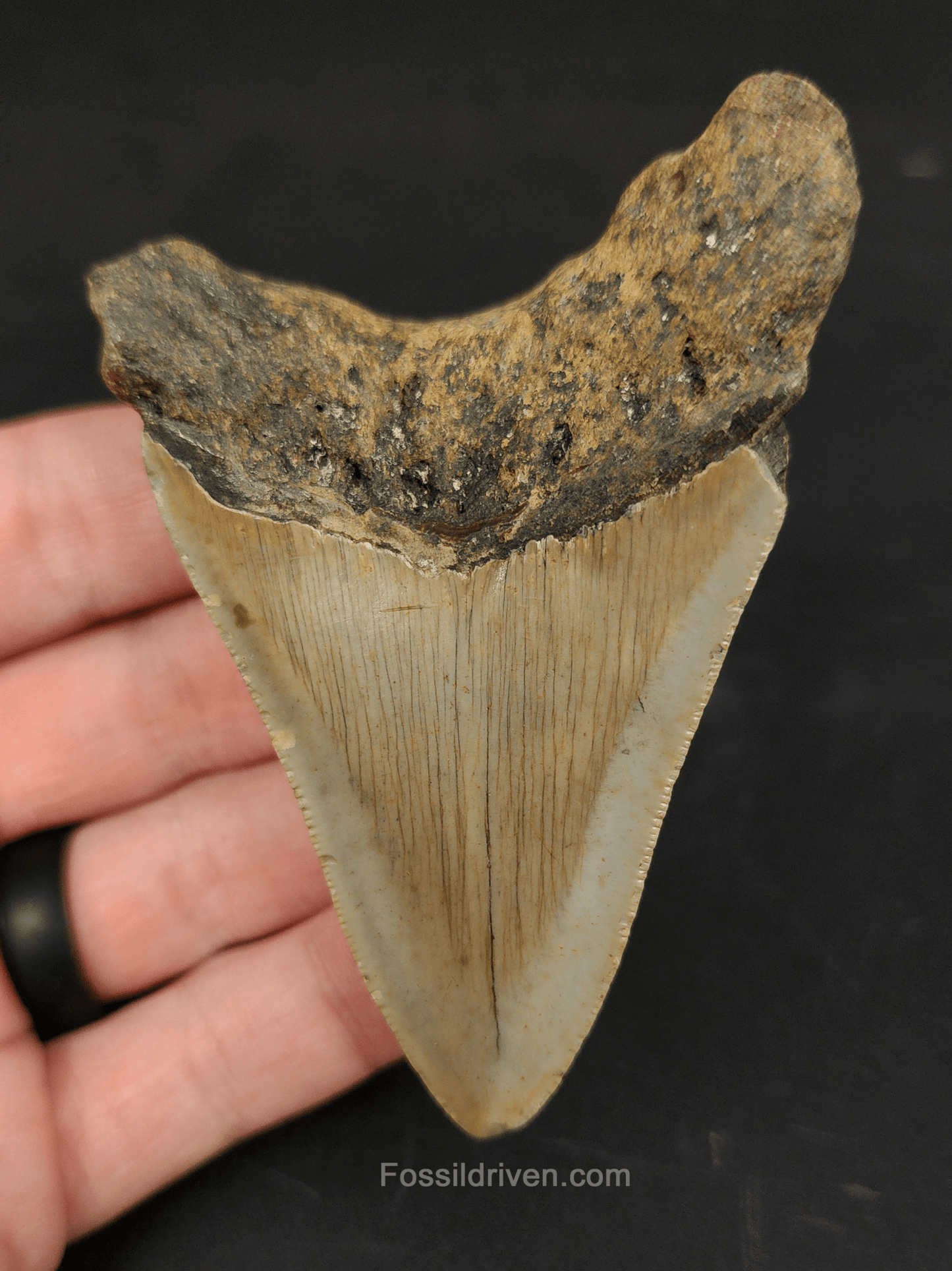 Authentic, 3.45" Fossil Megalodon Tooth - Meg Ledge - Fossil Driven