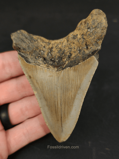 Authentic, 3.45" Fossil Megalodon Tooth - Meg Ledge - Fossil Driven