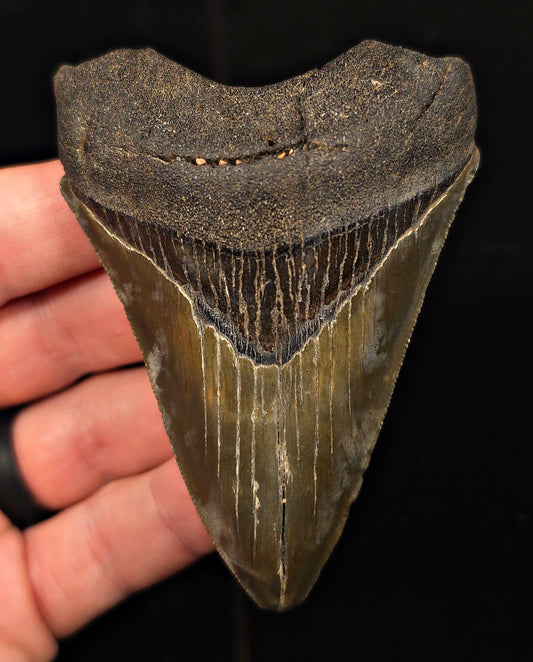 Authentic, 3.46" Fossil Megalodon Tooth - Charleston, South Carolina - Fossil Driven