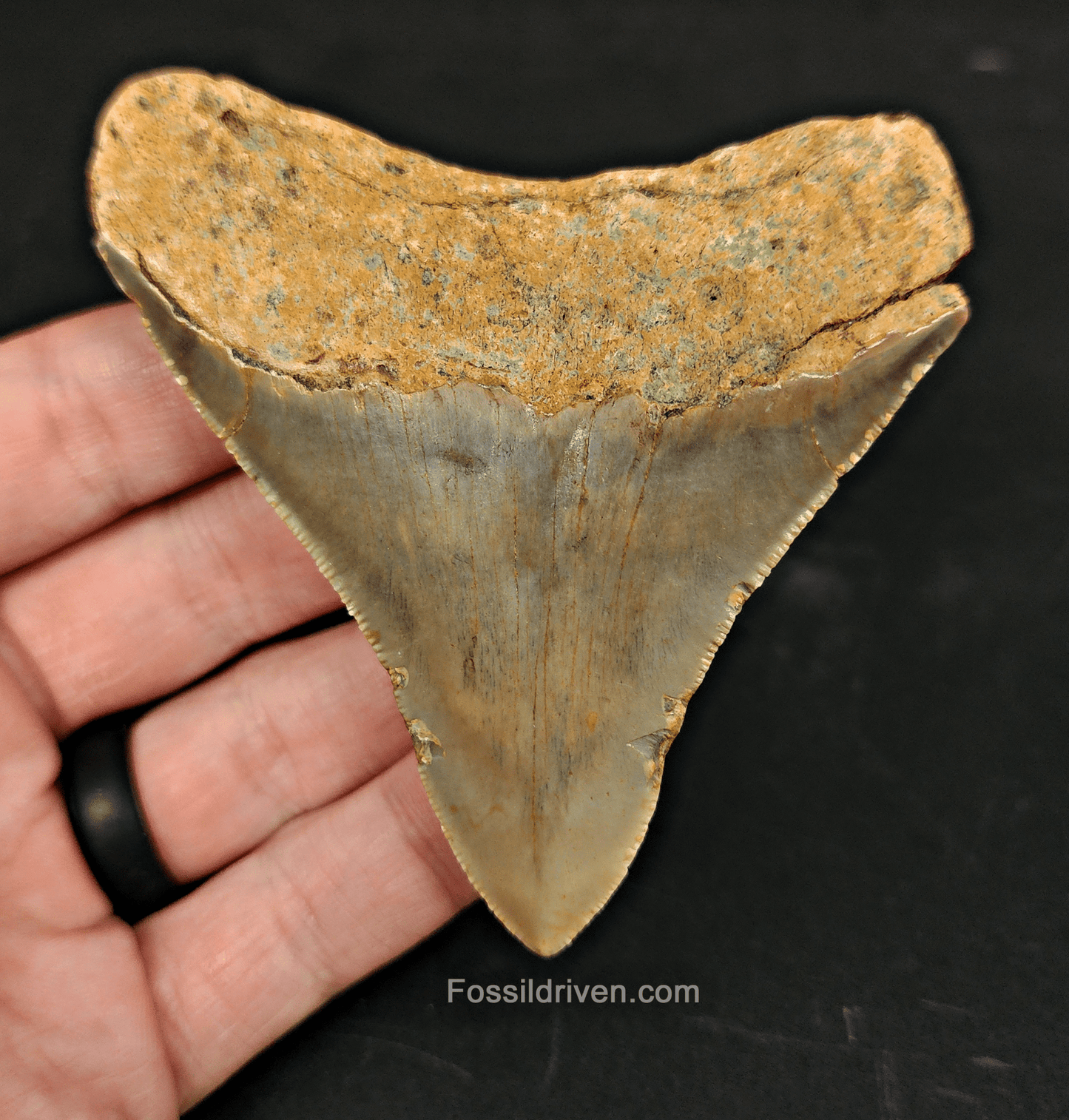 Authentic, 3.47" Fossil Megalodon Tooth - Meg Ledge - Fossil Driven