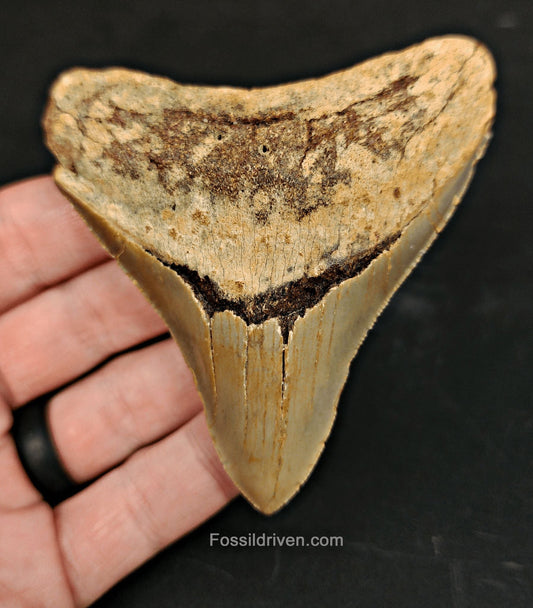 Authentic, 3.47" Fossil Megalodon Tooth - Meg Ledge, North Carolina - Fossil Driven