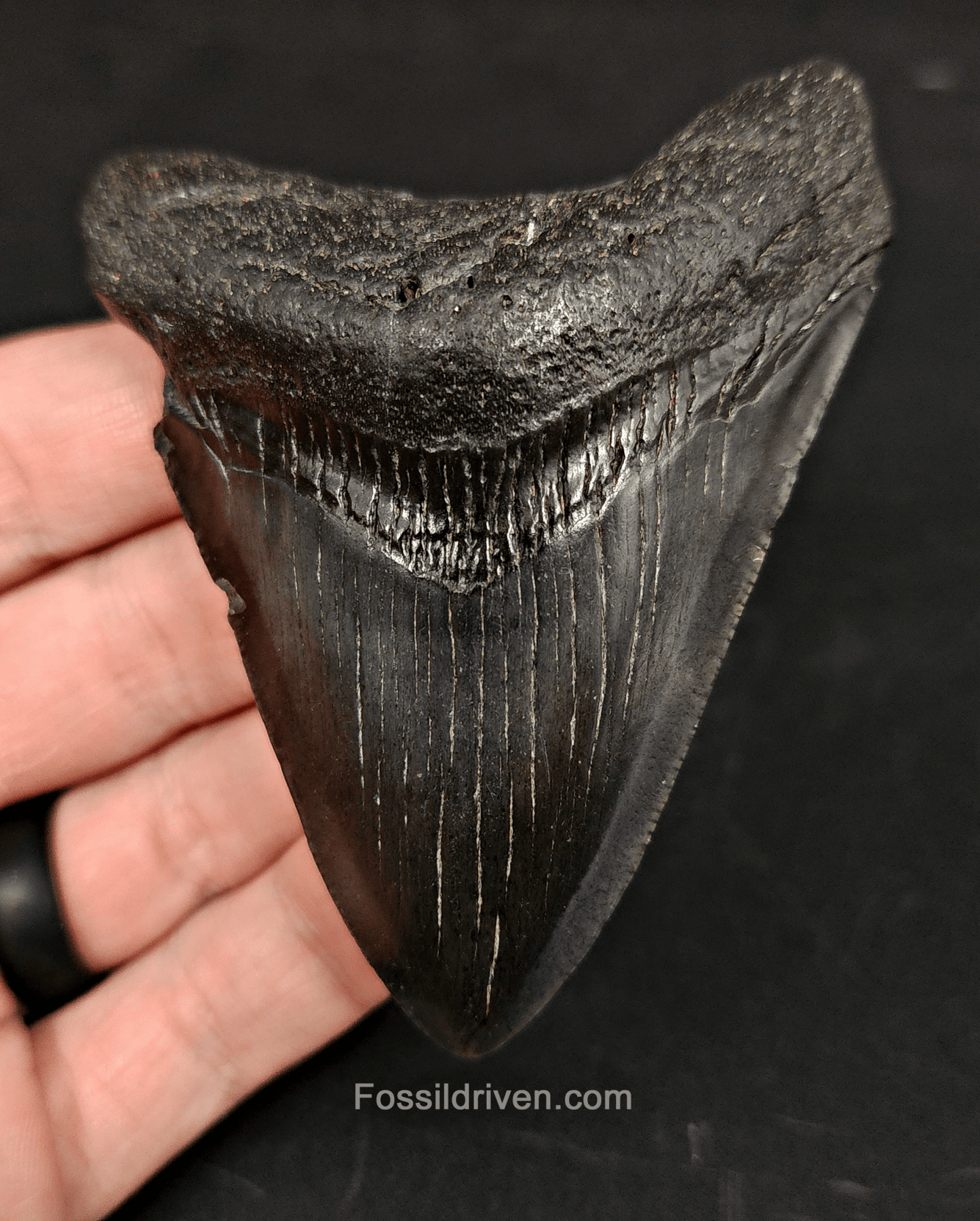 Authentic, 3.47" Fossil Megalodon Tooth - South Carolina - Fossil Driven