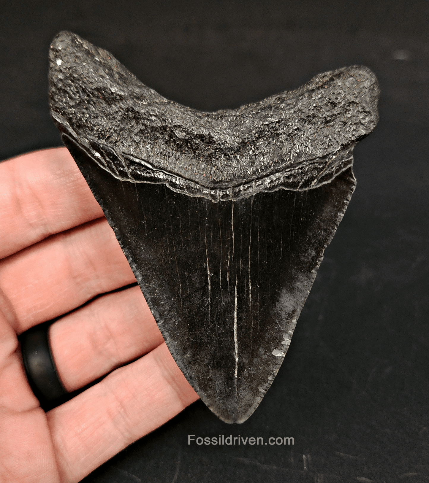 Authentic, 3.47" Fossil Megalodon Tooth - South Carolina - Fossil Driven