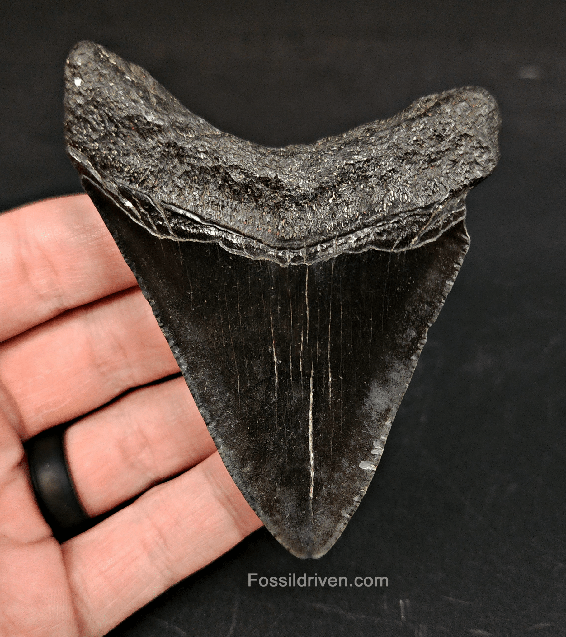 Authentic, 3.47" Fossil Megalodon Tooth - South Carolina - Fossil Driven