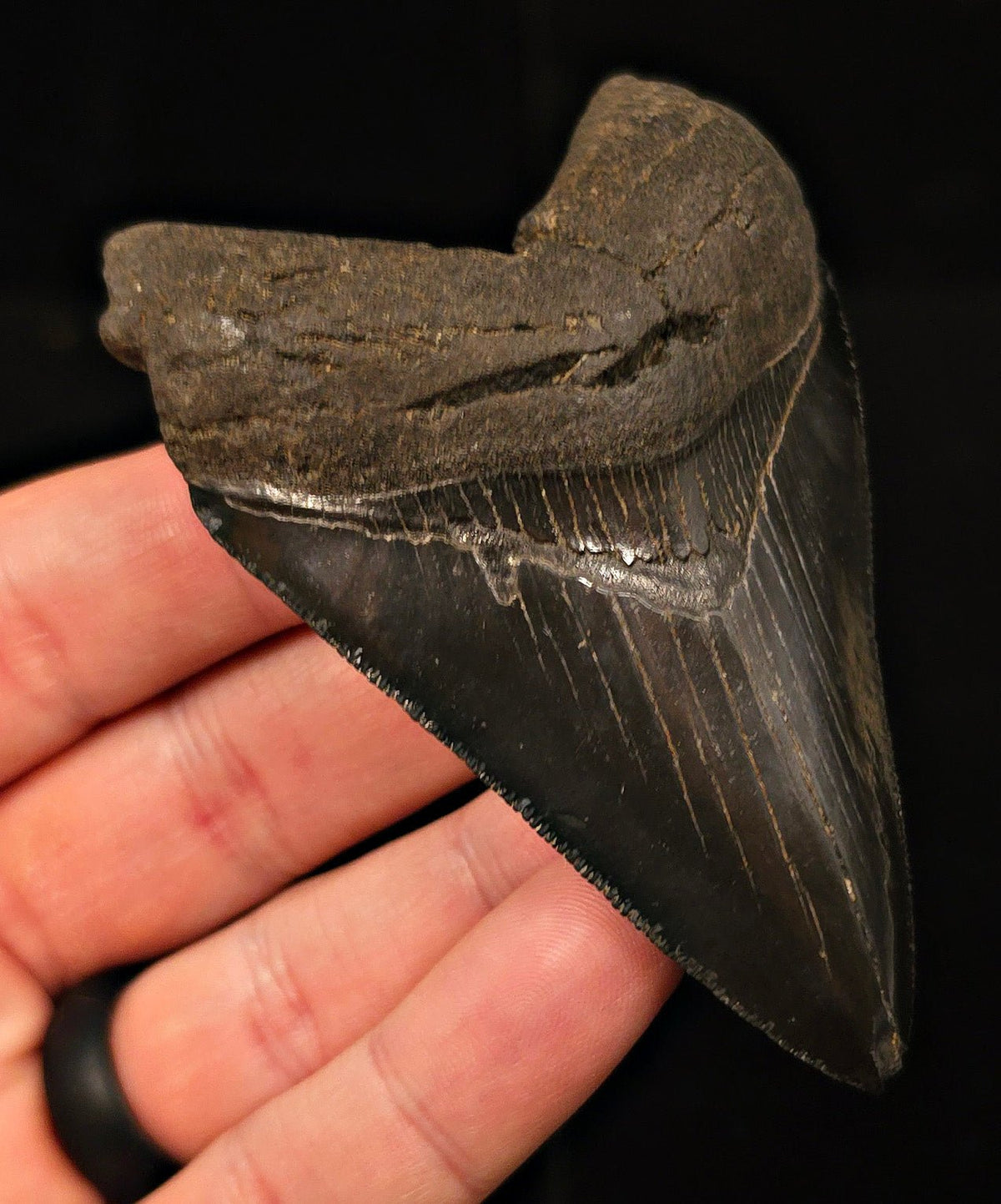 Authentic, 3.49" Fossil Megalodon Tooth - Georgia - Fossil Driven