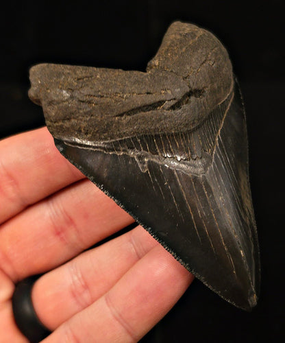 Authentic, 3.49" Fossil Megalodon Tooth - Georgia - Fossil Driven