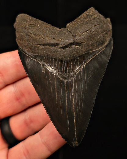 Authentic, 3.49" Fossil Megalodon Tooth - Georgia - Fossil Driven