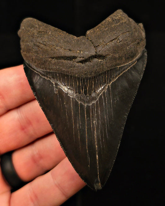 Authentic, 3.49" Fossil Megalodon Tooth - Georgia - Fossil Driven