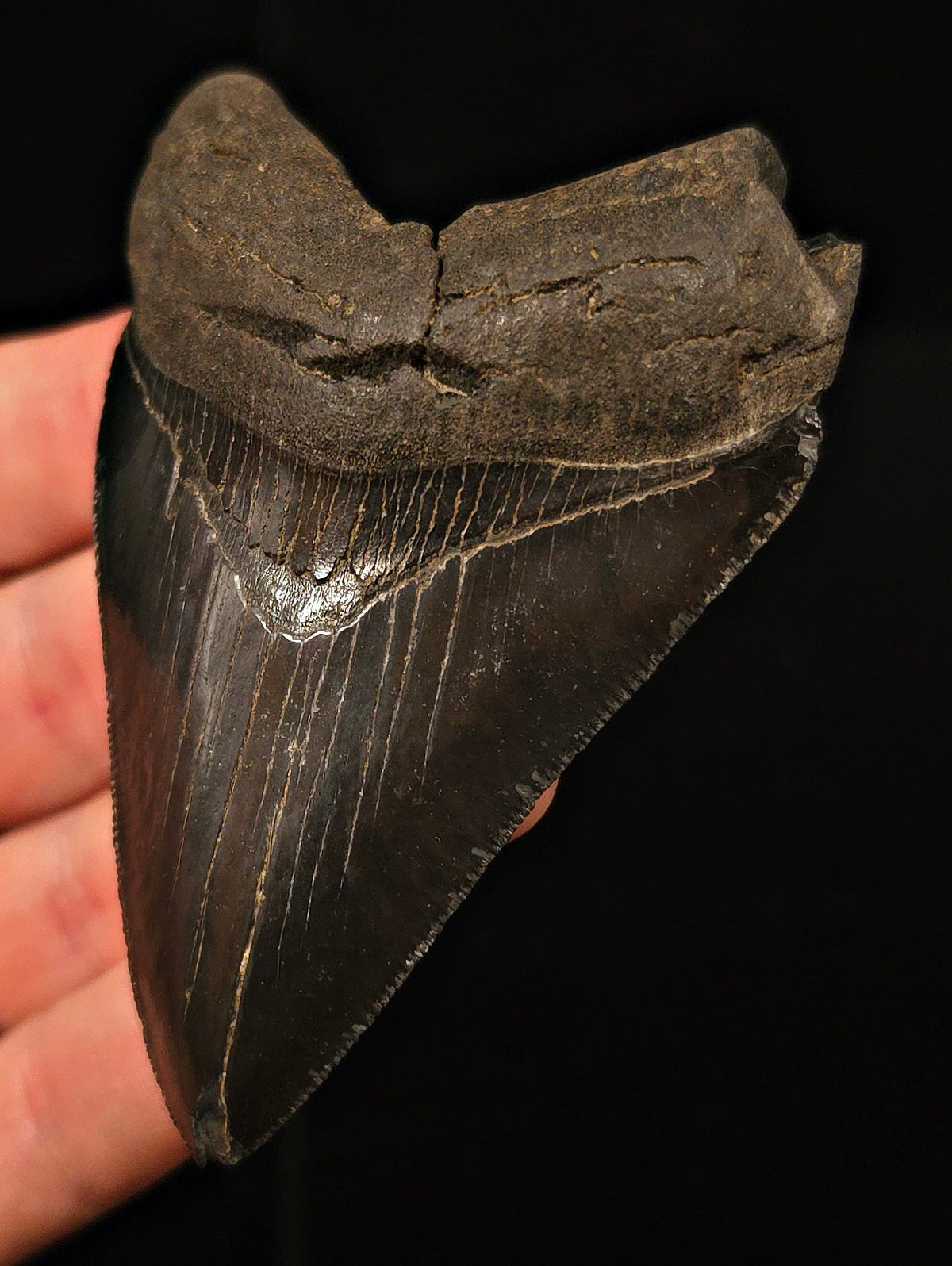 Authentic, 3.49" Fossil Megalodon Tooth - Georgia - Fossil Driven