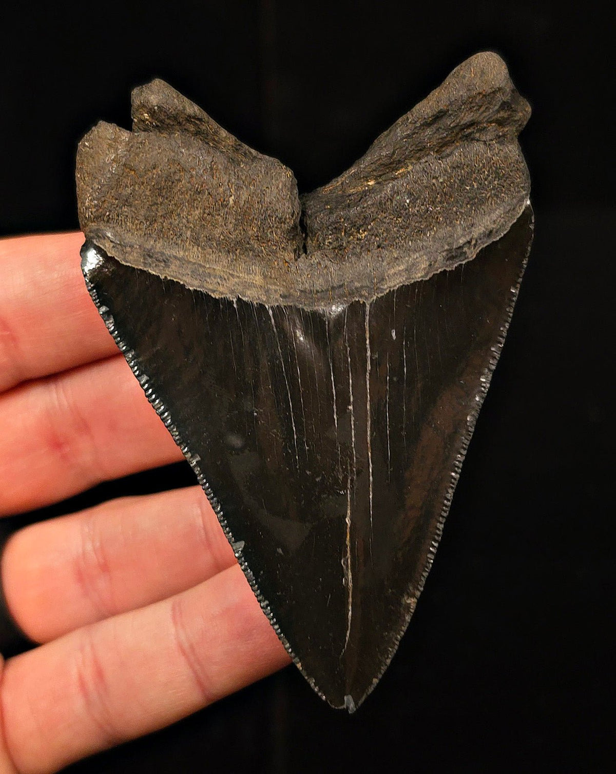 Authentic, 3.49" Fossil Megalodon Tooth - Georgia - Fossil Driven