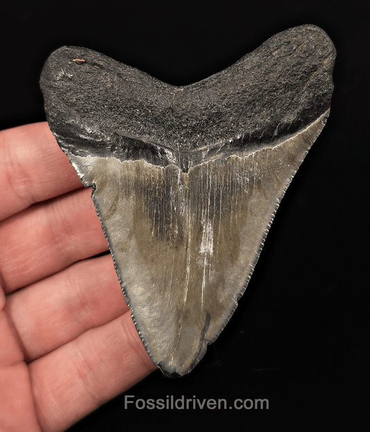 Authentic, 3.50" Fossil Megalodon Tooth - Charleston, South Carolina - Fossil Driven