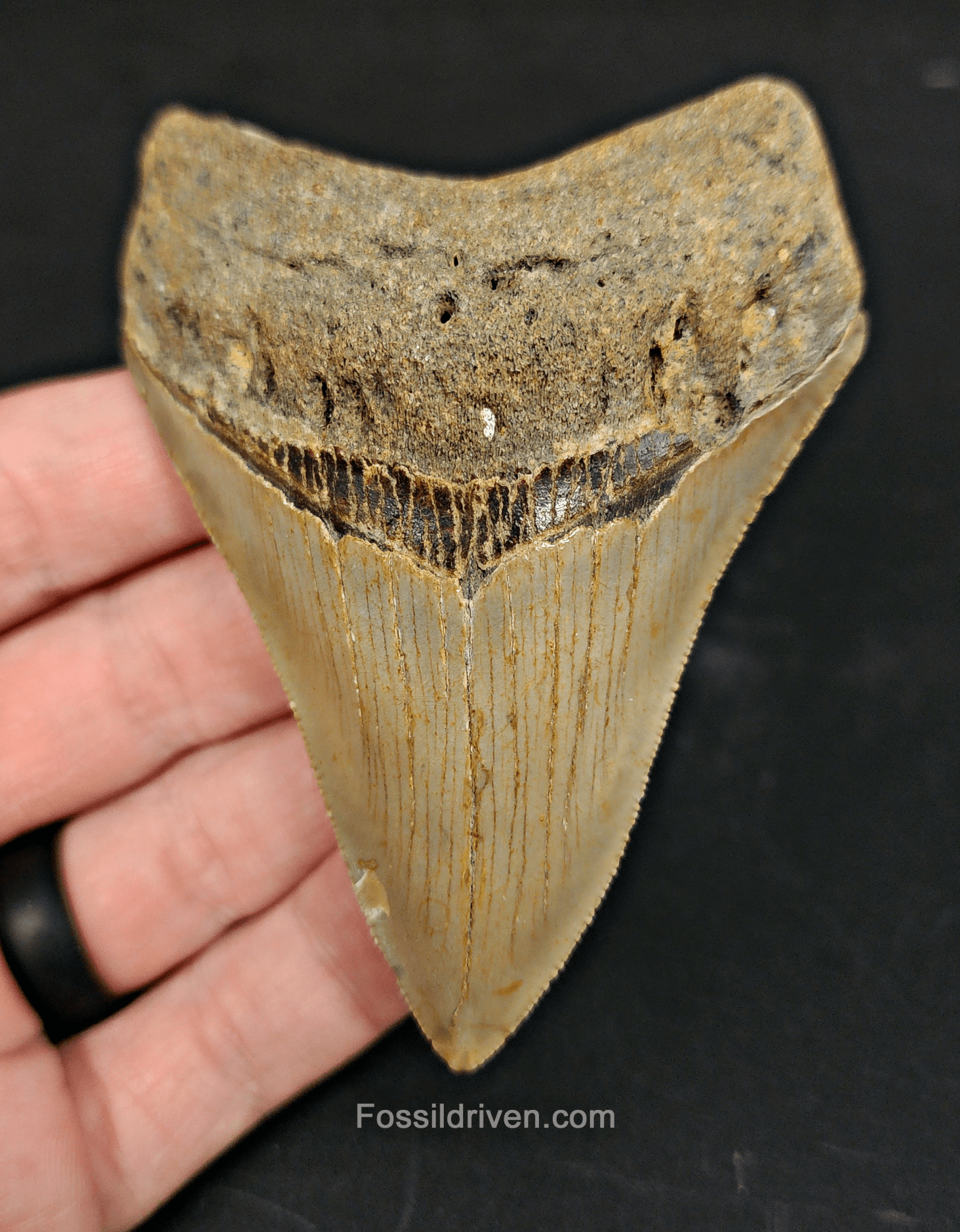 Authentic, 3.50" Fossil Megalodon Tooth - Meg Ledge - Fossil Driven