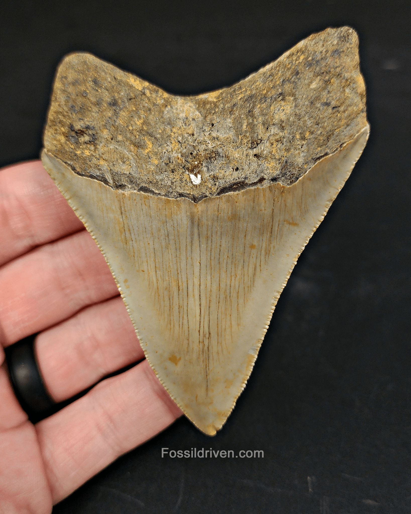 Authentic, 3.50" Fossil Megalodon Tooth - Meg Ledge - Fossil Driven