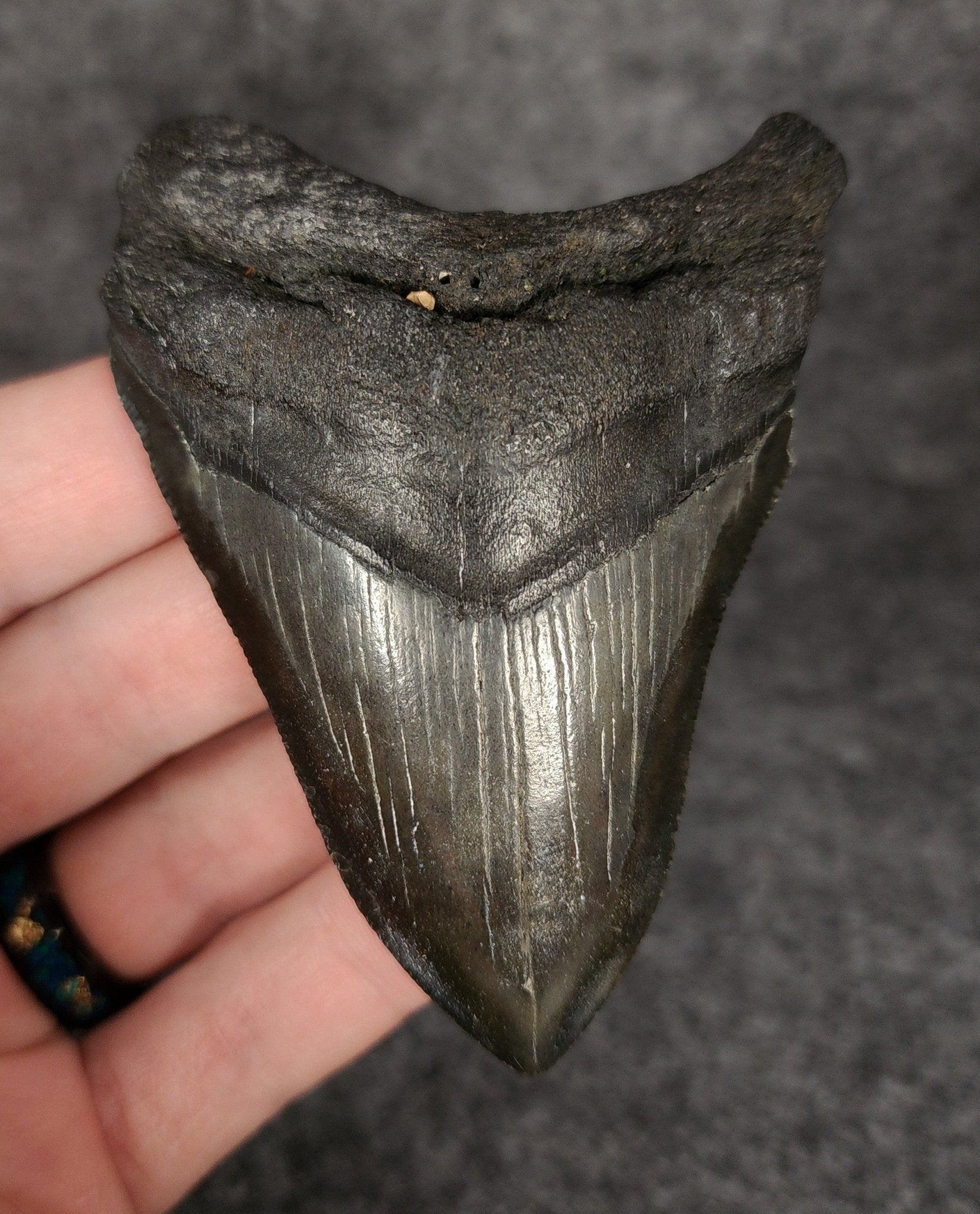 Authentic, 3.50" Fossil Megalodon Tooth - South Carolina - Fossil Driven