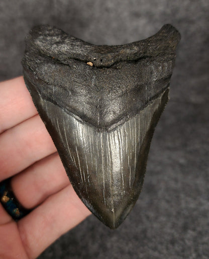 Authentic, 3.50" Fossil Megalodon Tooth - South Carolina - Fossil Driven