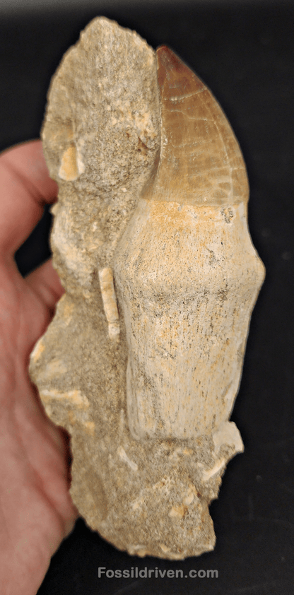 Authentic 3.57" Rooted Mosasaur Tooth in Matrix - Morocco - Fossil Driven