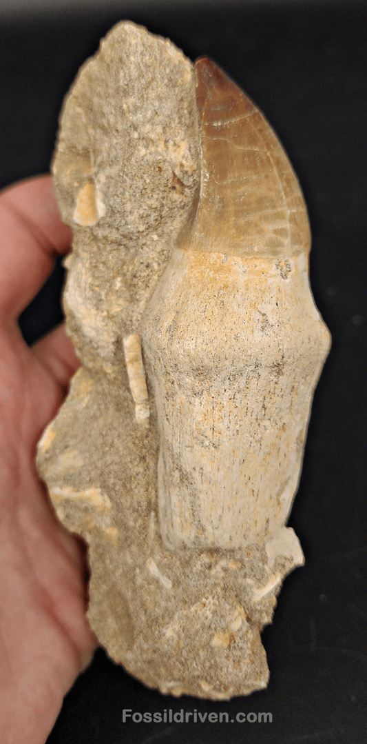 Authentic 3.57" Rooted Mosasaur Tooth in Matrix - Morocco - Fossil Driven