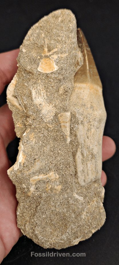 Authentic 3.57" Rooted Mosasaur Tooth in Matrix - Morocco - Fossil Driven