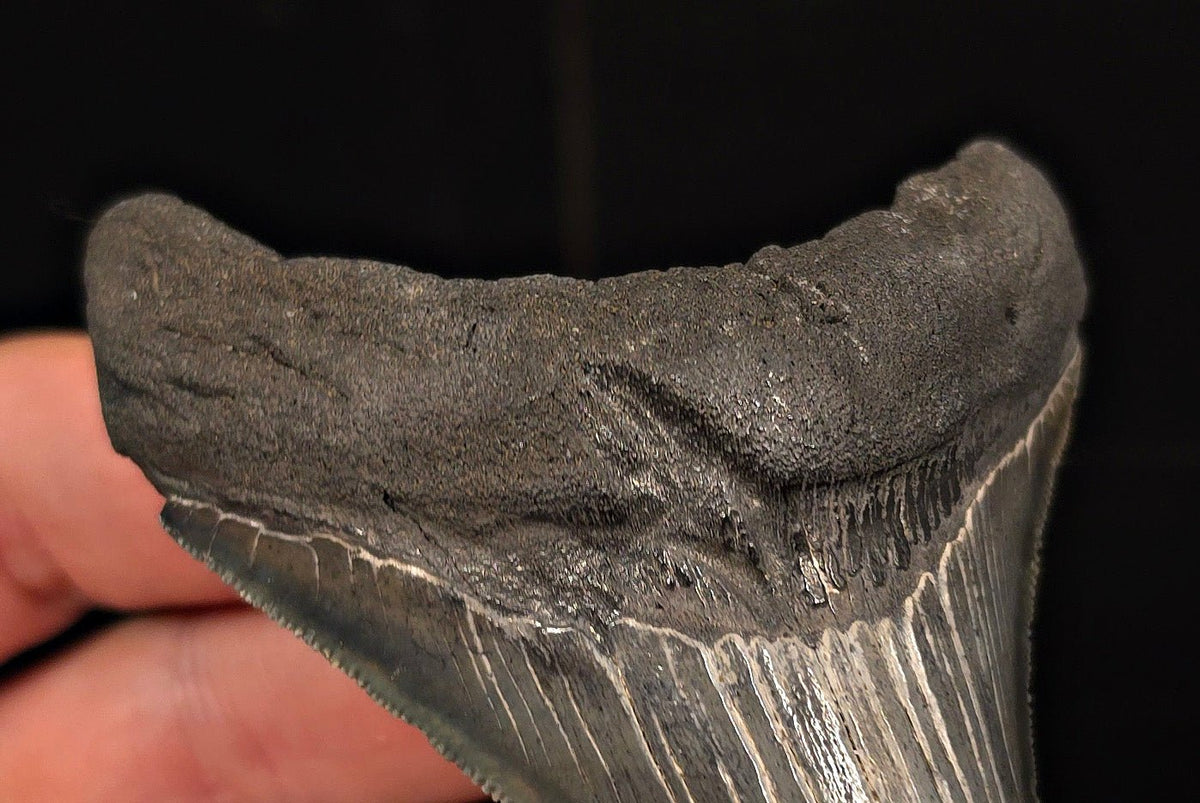 Authentic, 3.58" Fossil Megalodon Tooth - Charleston, South Carolina - Fossil Driven