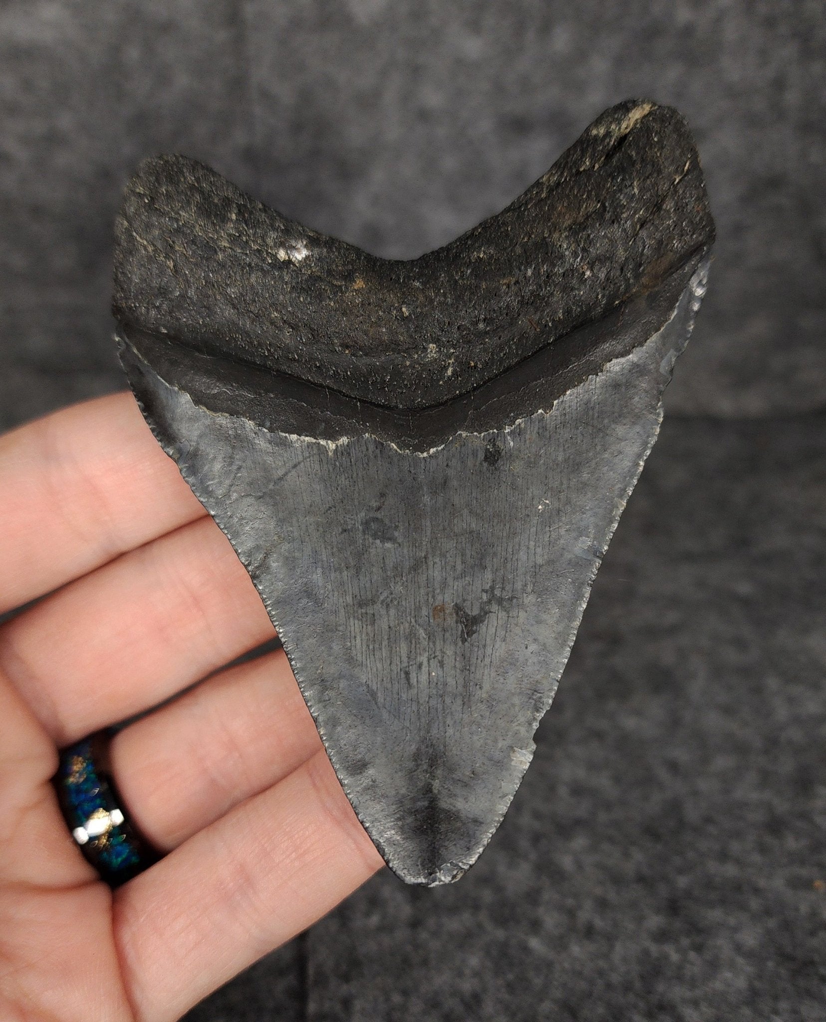 Authentic, 3.58" Fossil Megalodon Tooth - Venice, Florida - Fossil Driven