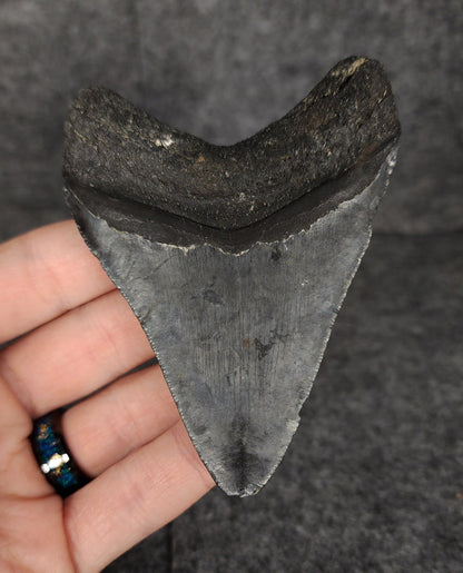 Authentic, 3.58" Fossil Megalodon Tooth - Venice, Florida - Fossil Driven
