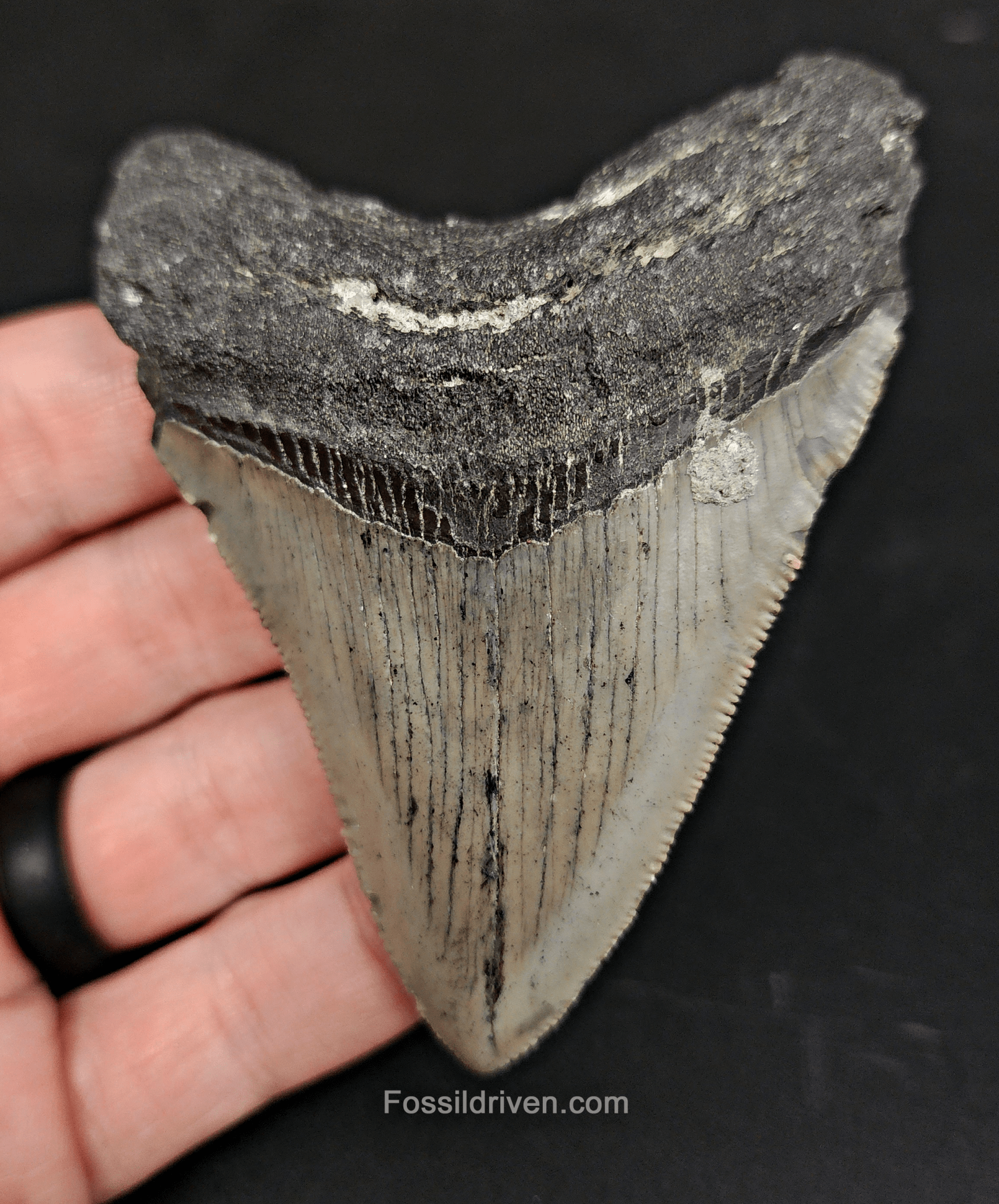 Authentic, 3.60" Fossil Megalodon Tooth - Meg Ledge - Fossil Driven