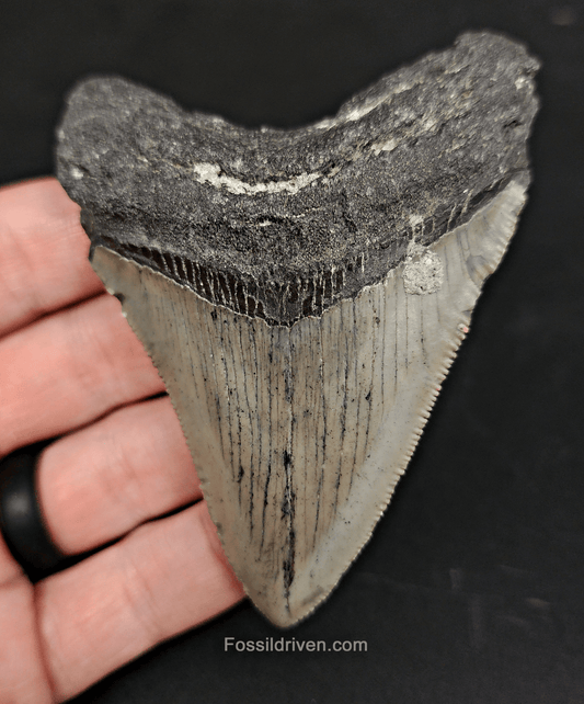 Authentic, 3.60" Fossil Megalodon Tooth - Meg Ledge - Fossil Driven