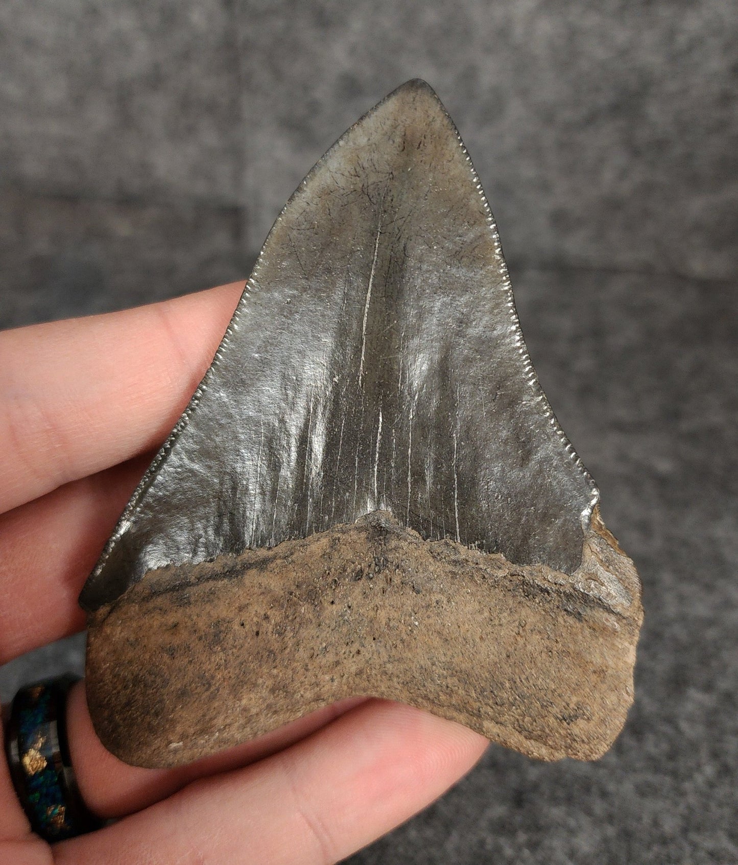 Authentic, 3.60" Fossil Megalodon Tooth - South Carolina - Fossil Driven