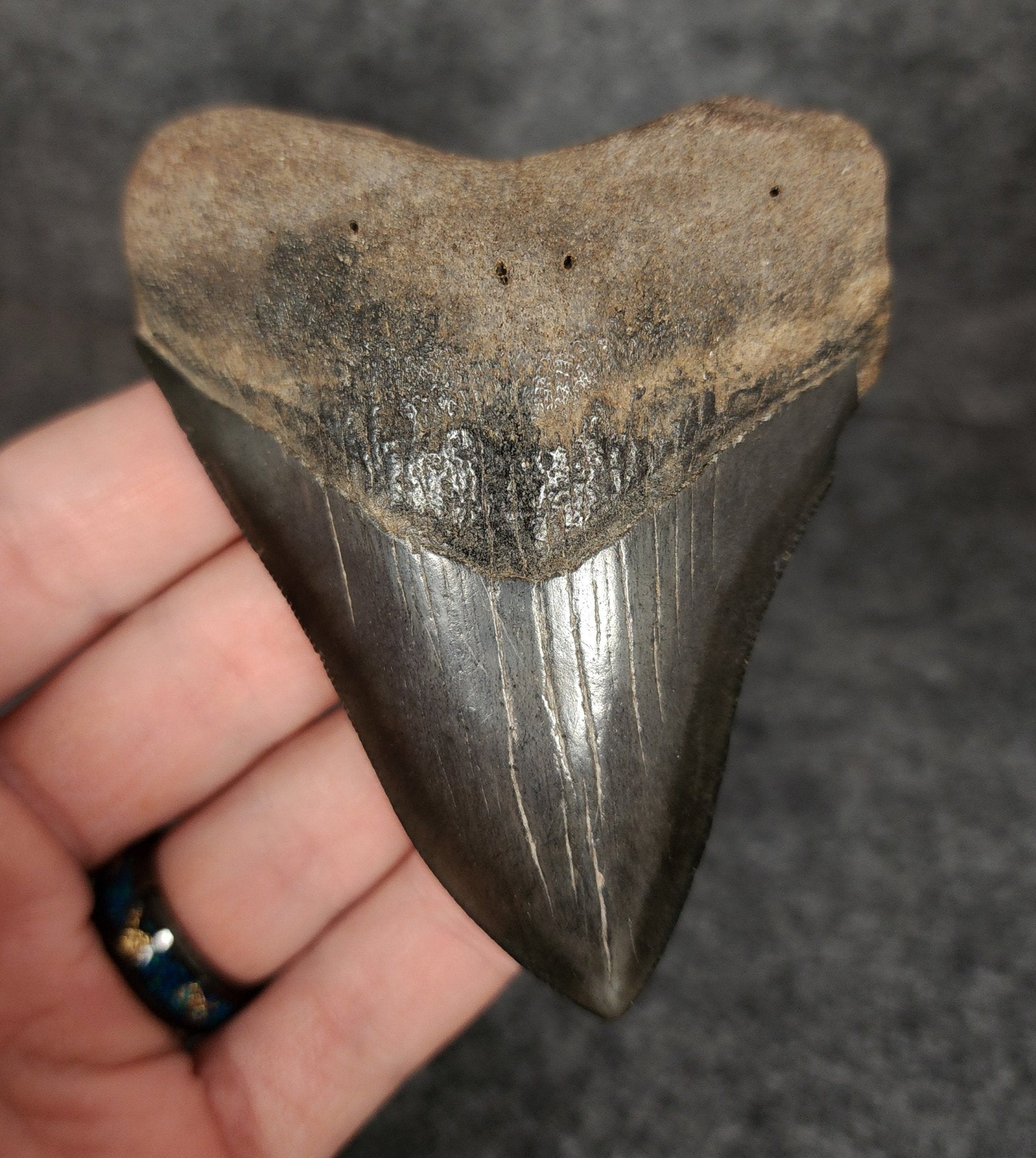 Authentic, 3.60" Fossil Megalodon Tooth - South Carolina - Fossil Driven