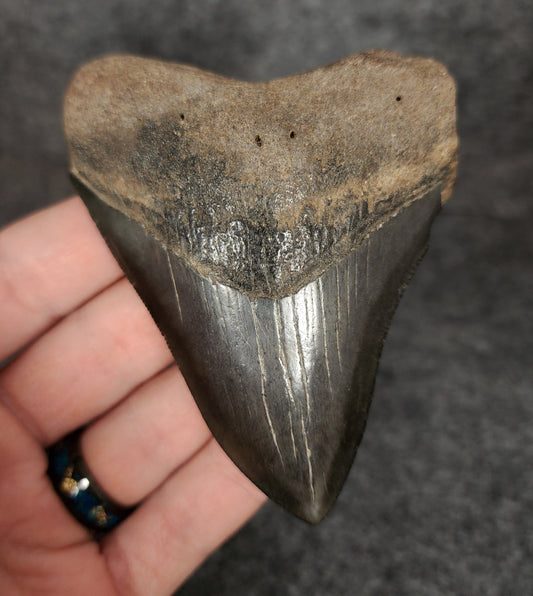 Authentic, 3.60" Fossil Megalodon Tooth - South Carolina - Fossil Driven